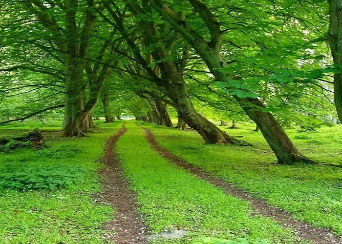 Sonnige Am Wald Buednerreihe * Heiligenhagen